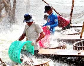 Nâng tầm liên kết để vực dậy ngành cá tra
