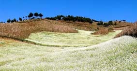 Đến với Mộc Châu