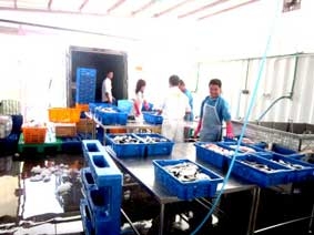 Nền tảng từ những nông hộ nhỏ