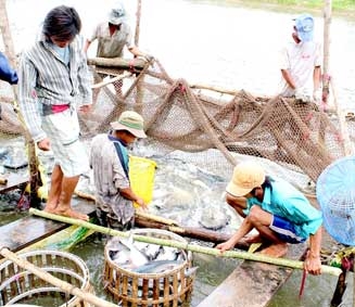 Vực dậy ngành cá tra - Cần trợ vốn khẩn cấp