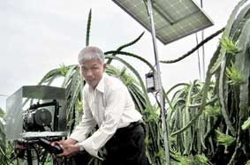 "Vua" thanh long VietGap vùng ngọt hóa Tiền Giang