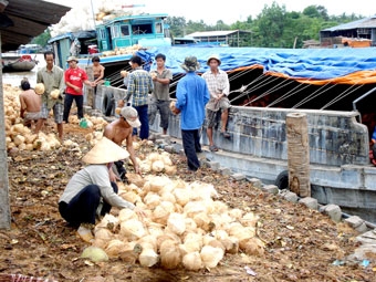 Doanh nghiệp liên kết với người trồng dừa