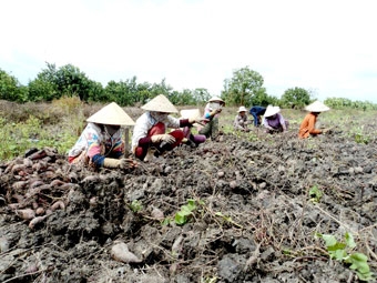 Nông dân lao đao vì khoai lang rớt giá
