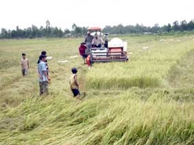 Nông dân trồng lúa khó lời