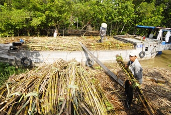 Giải pháp nào ổn định vùng mía nguyên liệu?