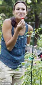 Cà chua “sạch” bảo vệ sức khỏe rất tốt