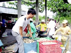 Cần hỗ trợ để nghề trồng nấm rơm phát triển