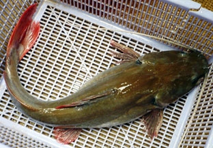 Ăn cá lăng nha đuôi đỏ