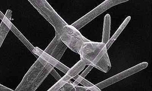 Siêu vật liệu mới nhẹ nhất hành tinh