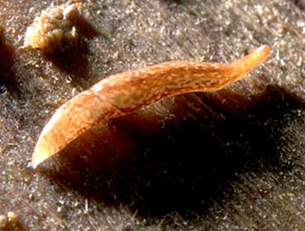 Phát hiện loài giun dẹp...60 mắt