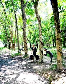 Tìm hiểu về "phu công tra" ở đồn điền Michelin