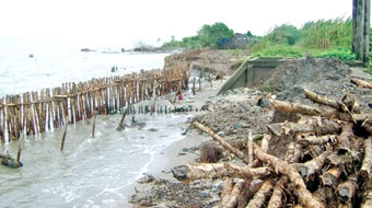 Tạo lá chắn xanh bảo vệ đê biển