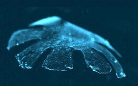 Sứa nhân tạo mở ra triển vọng chế tạo nội tạng nhân tạo