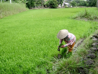 Nguy cơ bùng phát một số dịch bệnh trong vụ lúa thu đông