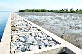 Rừng ngập mặn Tây Nam bộ "kêu cứu"