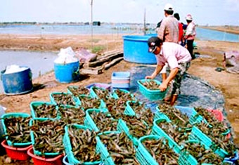 Thuận lợi ít - vướng mắc nhiều