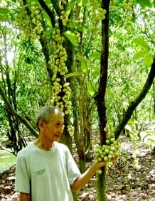 Phát triển vườn trái cây đặc sản