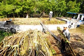 Mía chưa vào vụ đã thấy khó