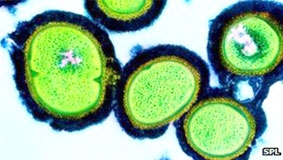 Vitamin B3 có thể giúp diệt siêu vi khuẩn