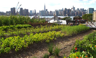 "Cơ sở hạ tầng xanh" - giải pháp hạn chế ô nhiễm nguồn nước