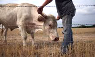 Năm 2050, con người có thể phải ăn chay để bảo vệ tài nguyên