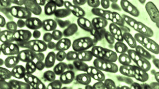 Tạo ra xăng từ
vi khuẩn