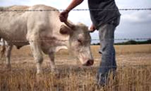 Năm 2050, con người có thể phải ăn chay để bảo vệ tài nguyên