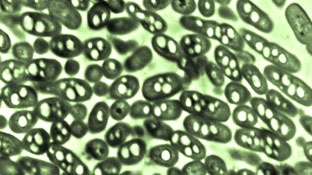 Tạo ra xăng từ vi khuẩn