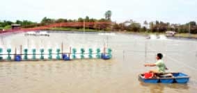 Triển vọng những mô hình nuôi tôm thẻ chân trắng mới