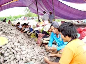 Tìm "đầu ra" cho khoai lang Bình Tân