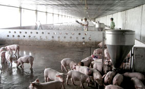 Sức ép lên nghề nuôi heo