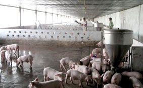 Sức ép lên nghề nuôi heo