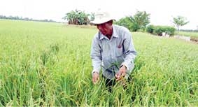 Chủ động bảo vệ lúa thu đông