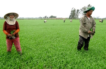 Áp dụng tốt các biện pháp 
canh tác để tăng năng suất lúa