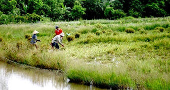 Nông dân phấn khởi!