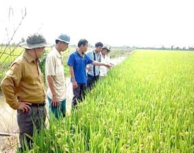 Tăng cường liên kết, 
sản xuất lúa bền vững