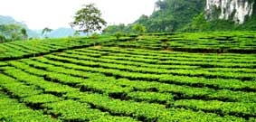 Trà xanh 
Hoàng Su Phì