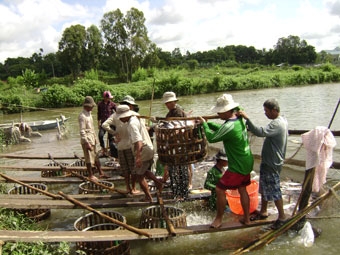 Nông dân trông chờ hỗ trợ