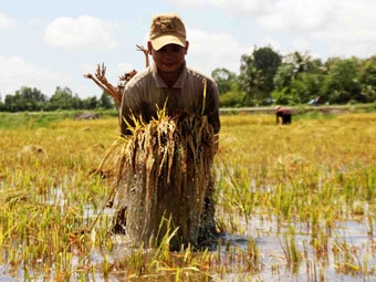 Lúa, khoai... rớt giá