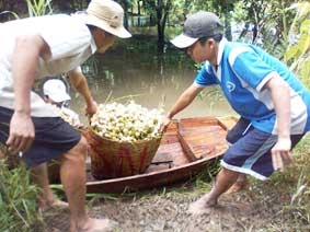 Dâu Hạ Châu được giá