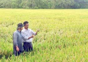 “ĂN CHẮC” <br> 
lúa chất lượng cao!