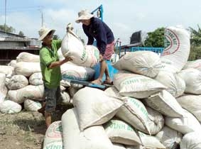 Xã hội hóa để đảm bảo an ninh giống lúa