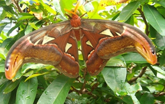 SÓC TRĂNG: Phát hiện loài bướm khế có tên trong sách đỏ Việt Nam