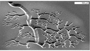Công nghệ in 3D và tiềm năng 
tạo mô sinh học trong tích tắc