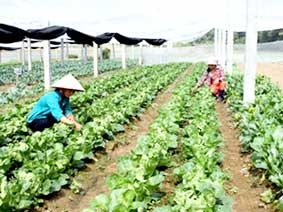 Doanh nghiệp-nông dân đều có lợi