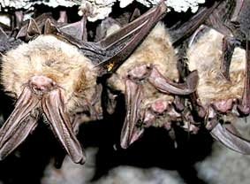 Chủng vi-rút giống bệnh SARS có nguồn gốc từ loài dơi?