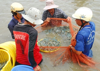 Nghịch lý tôm tăng giá