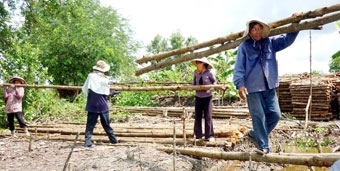 CÀ MAU: Trúng mùa đước, hộ trồng rừng đạt lợi nhuận cao