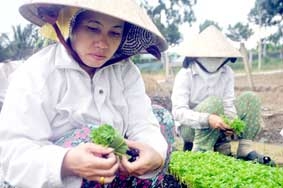 “Ẩn số”        
mùa hoa kiểng Tết 2013