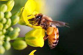 Nghiên cứu não ong
để phát triển robot biết bay